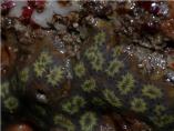 Bryzoan & Ascidian